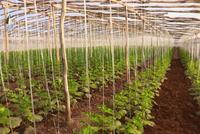 Herat Greenhouses Supply Nearly 90 Percent of Provincial Vegetable Demand
