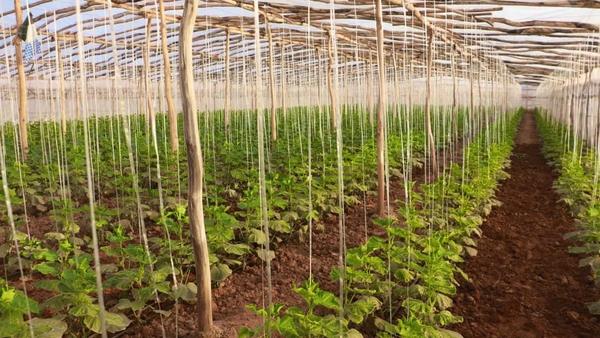 Herat Greenhouses Supply Nearly 90 Percent of Provincial Vegetable Demand