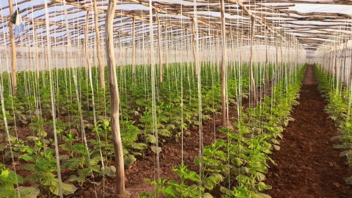 Herat Greenhouses Supply Nearly 90 Percent of Provincial Vegetable Demand