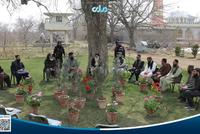 Distribution of 40,000 Pine Saplings Begins in Afghanistan