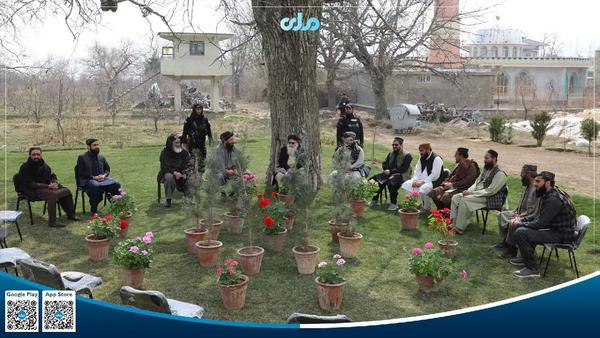 Distribution of 40,000 Pine Saplings Begins in Afghanistan