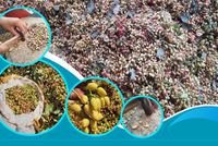 Badghis Pistachios Hold High Economic Potential, Need Investment: Experts