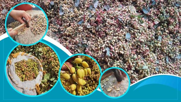 Badghis Pistachios Hold High Economic Potential, Need Investment: Experts