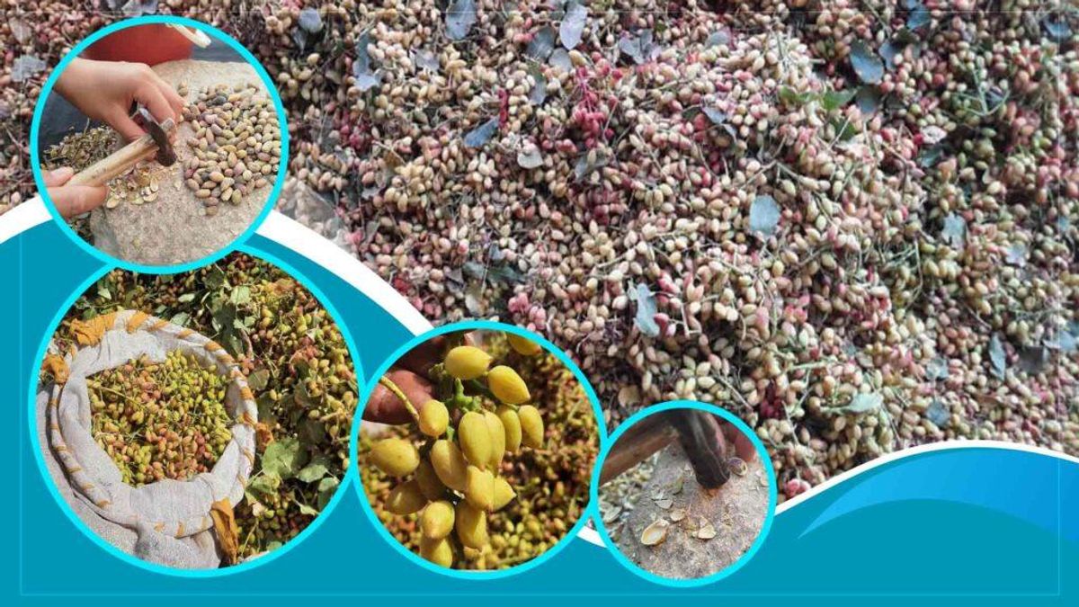 Badghis Pistachios Hold High Economic Potential, Need Investment: Experts