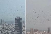 Viral Videos of Crow Flocks Over Israeli Cities Spark Online Speculation