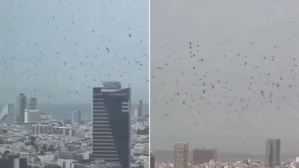 Viral Videos of Crow Flocks Over Israeli Cities Spark Online Speculation