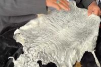Over 36,000 Sheets of Karakul Skin Exported Through Hairatan Port This Year