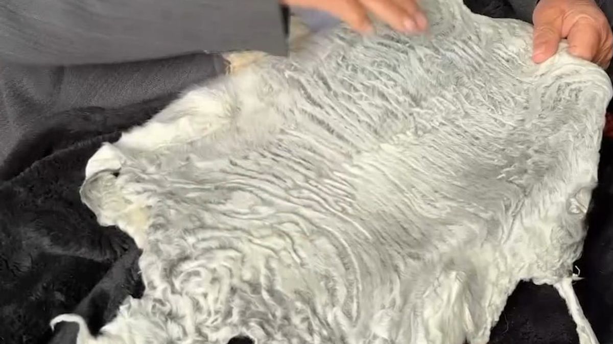 Over 36,000 Sheets of Karakul Skin Exported Through Hairatan Port This Year