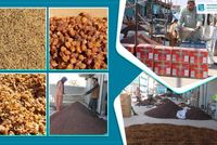 Ghazni Exports 13,000 Tonnes of Dried Fruit in Current Solar Year