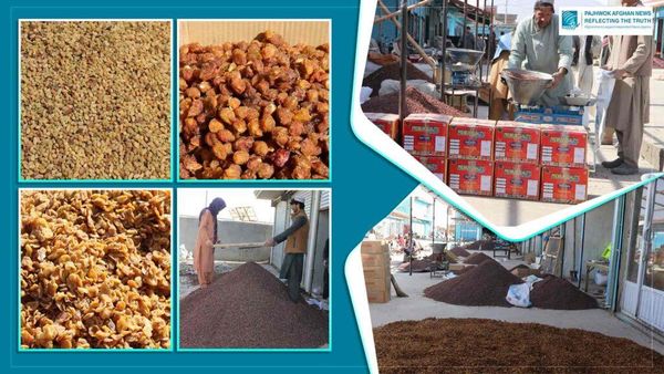 Ghazni Exports 13,000 Tonnes of Dried Fruit in Current Solar Year