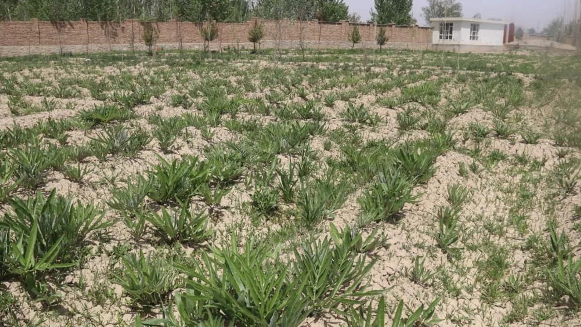 Farmers in Logar Shift to Anjeh Cultivation Following Narcotics Ban
