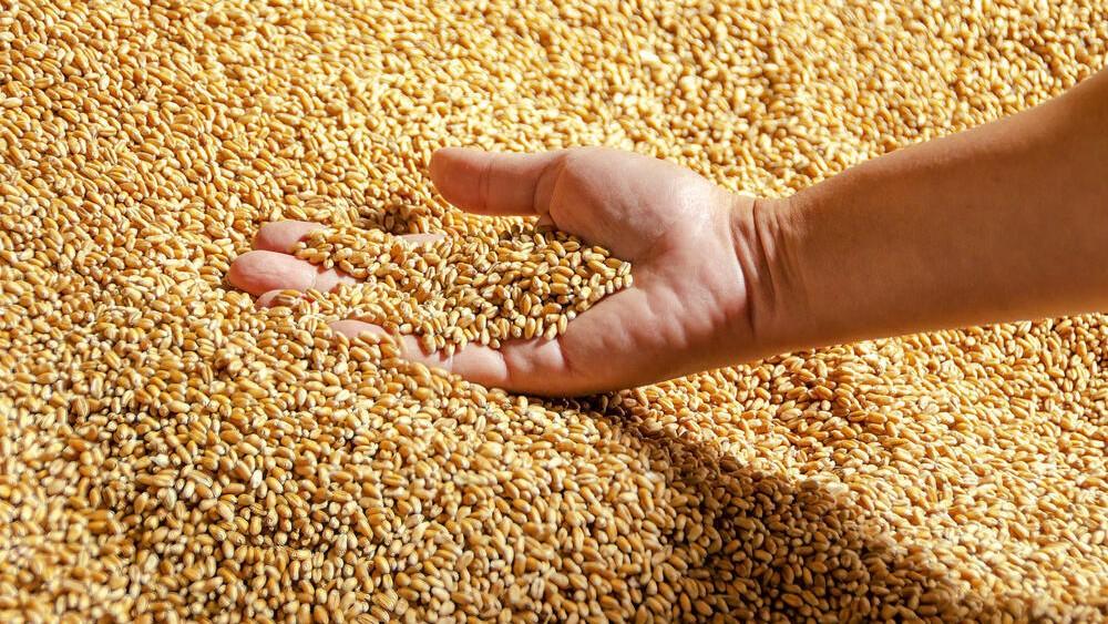 Kazakhstan Grain and Flour Exports to Afghanistan Rise 58 Percent in Eight Months