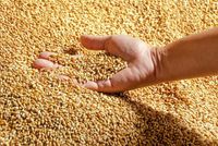 Kazakhstan Grain and Flour Exports to Afghanistan Rise 58 Percent in Eight Months