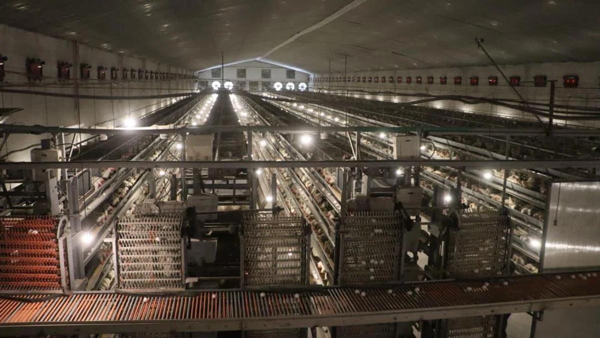 Herat Produces Up to 2.5 Million Eggs Daily