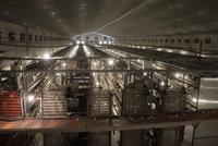 Herat Produces Up to 2.5 Million Eggs Daily