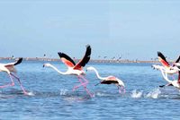 Afghanistan's National Environmental Protection Agency Urges Restraint from Hunting Migratory Birds