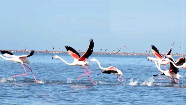 Afghanistan's National Environmental Protection Agency Urges Restraint from Hunting Migratory Birds