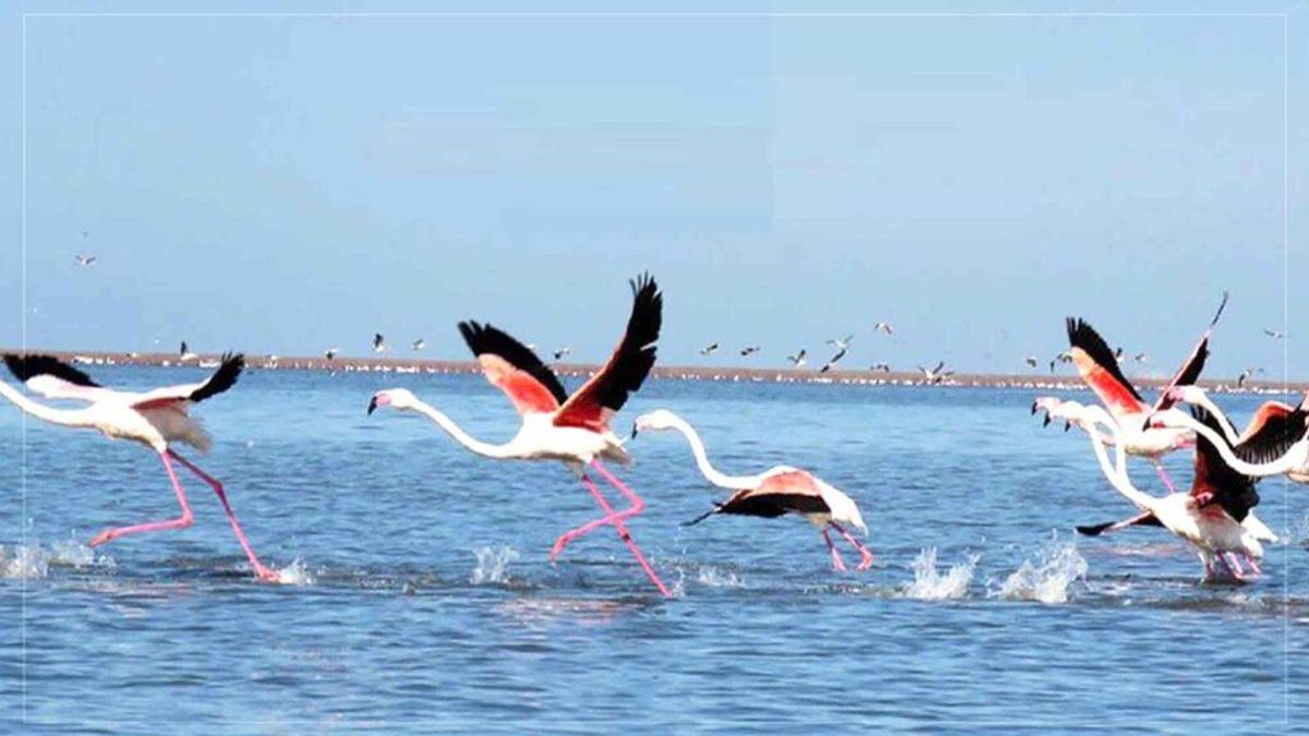 Afghanistan's National Environmental Protection Agency Urges Restraint from Hunting Migratory Birds