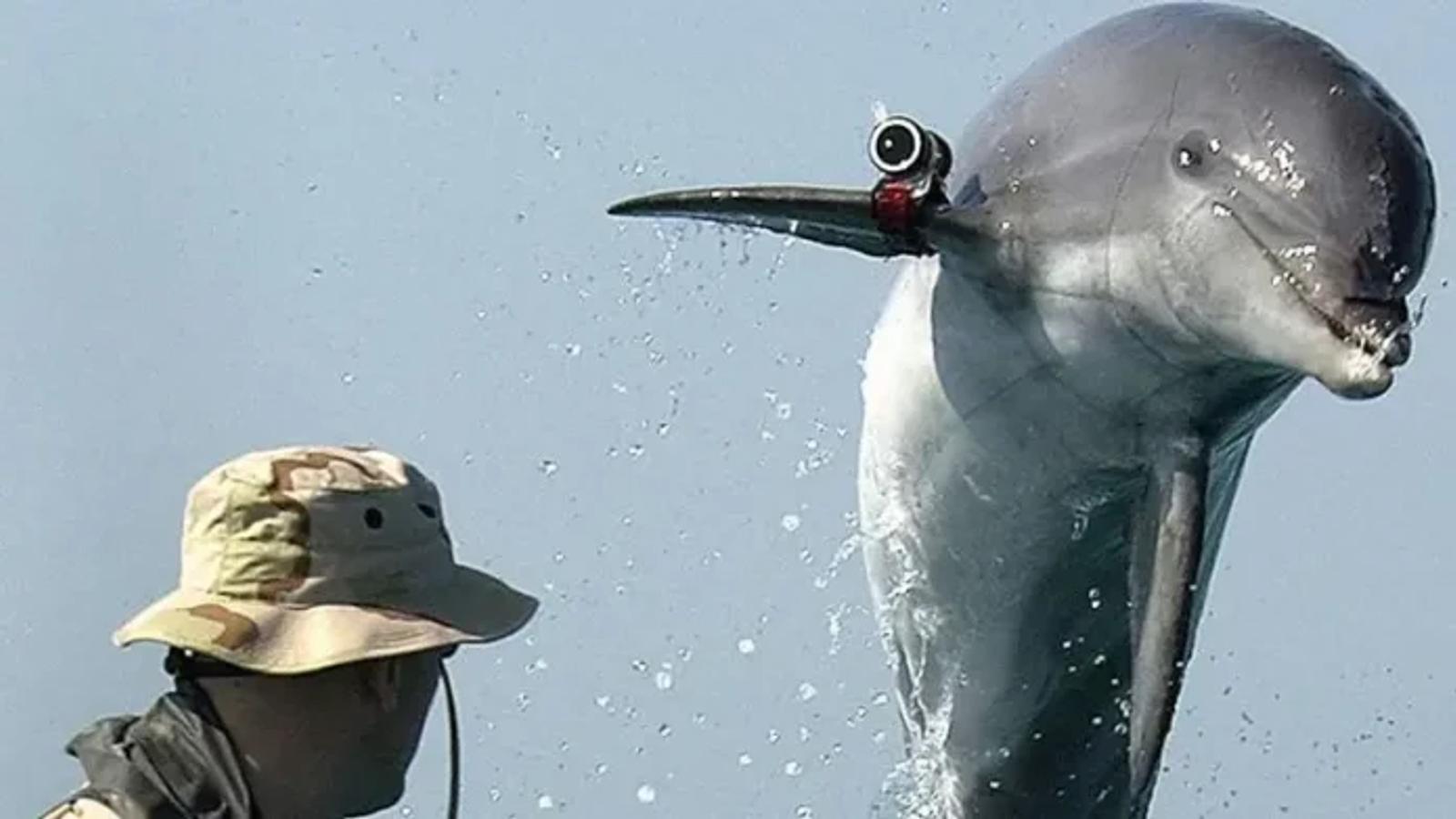 Hormuz security debate resurfaces amid “combat dolphin” claims