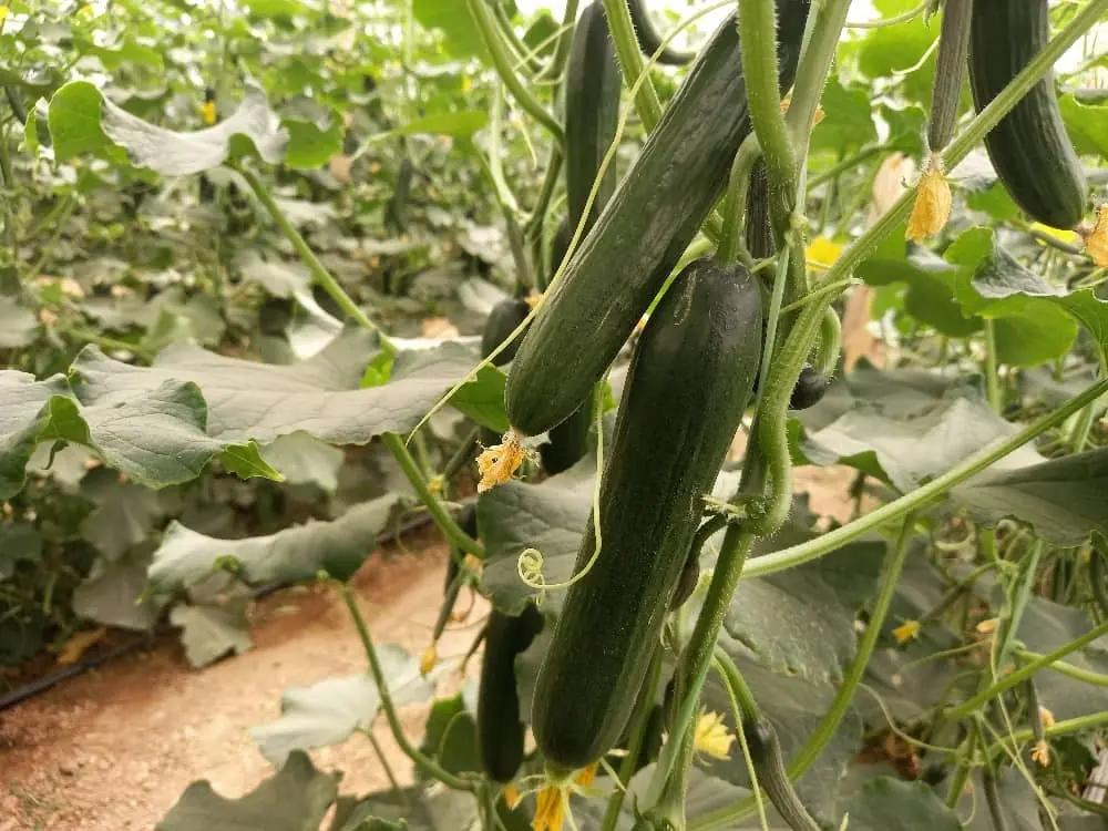 120 Greenhouses Activated in Ghor Province