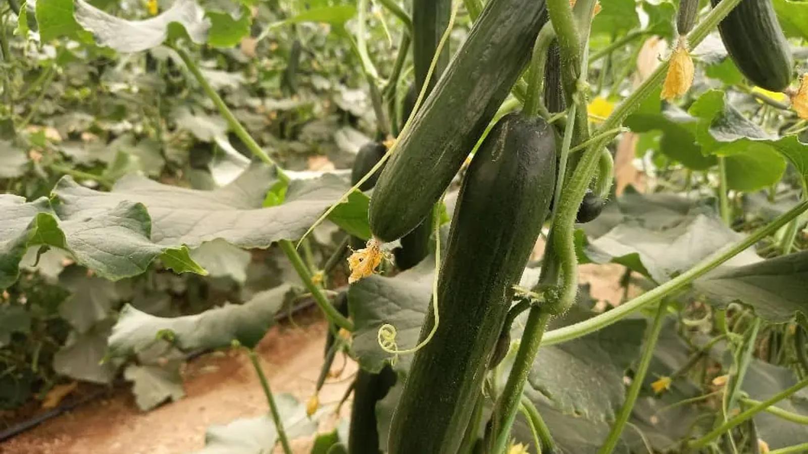 120 Greenhouses Activated in Ghor Province