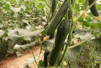 120 Greenhouses Activated in Ghor Province