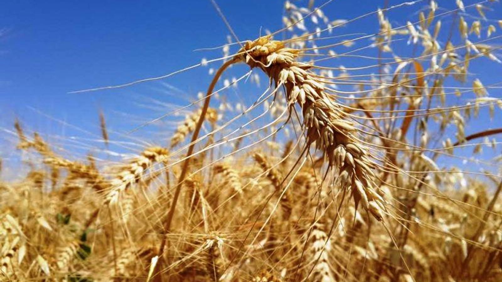 Wheat Imports to Afghanistan Surge 4.5-Fold Following Tariff Changes