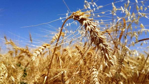Wheat Imports to Afghanistan Surge 4.5-Fold Following Tariff Changes