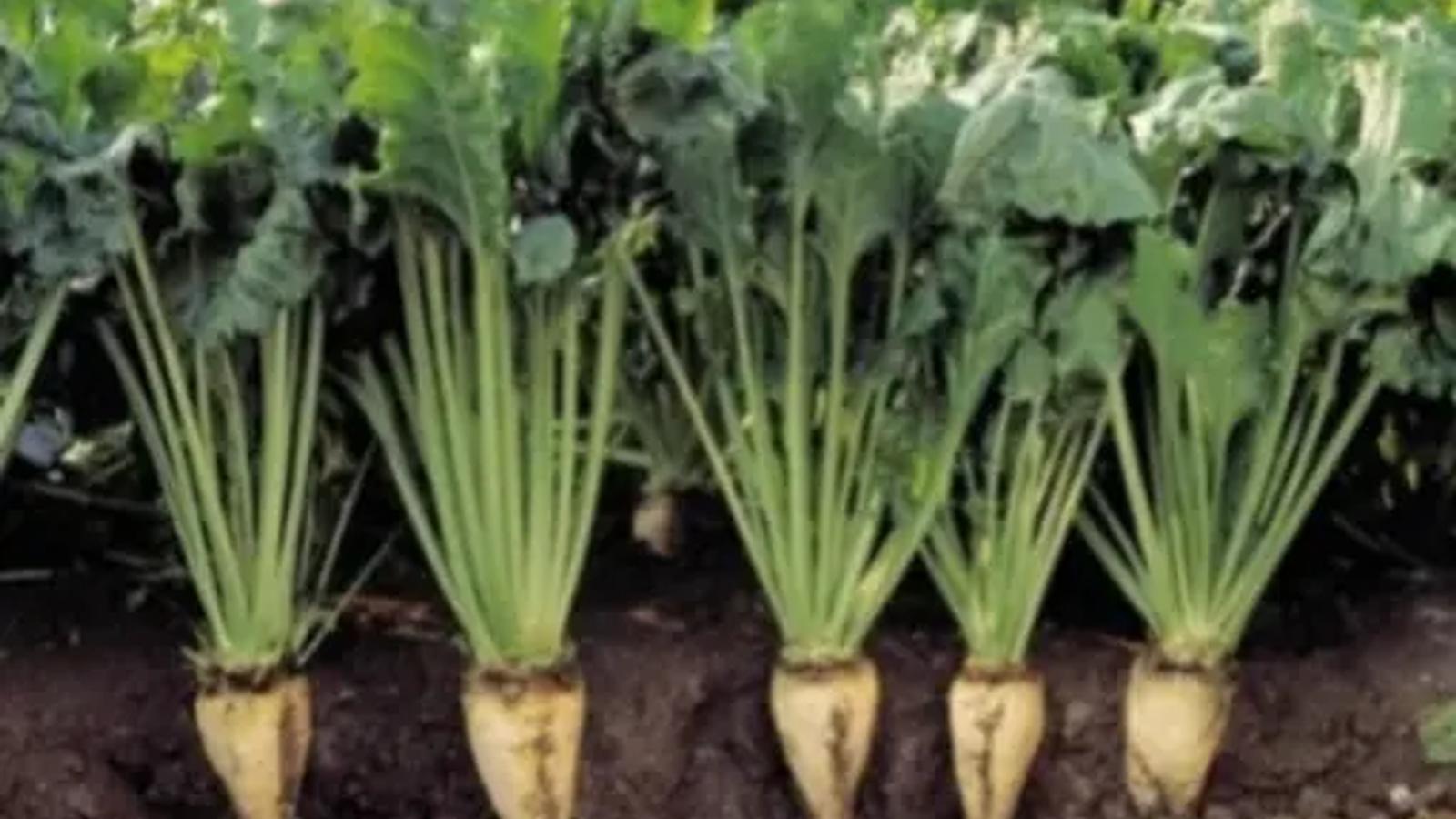 Beet Cultivation in Baghlan Rises 50 Percent, Raising Sugar Output Expectations