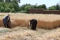 Kapisa Province Collects 45,691 Metric Tons of Wheat This Year