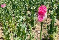 Taliban Destroys Approximately 800 Square Meters of Drug Crops in Ghazni