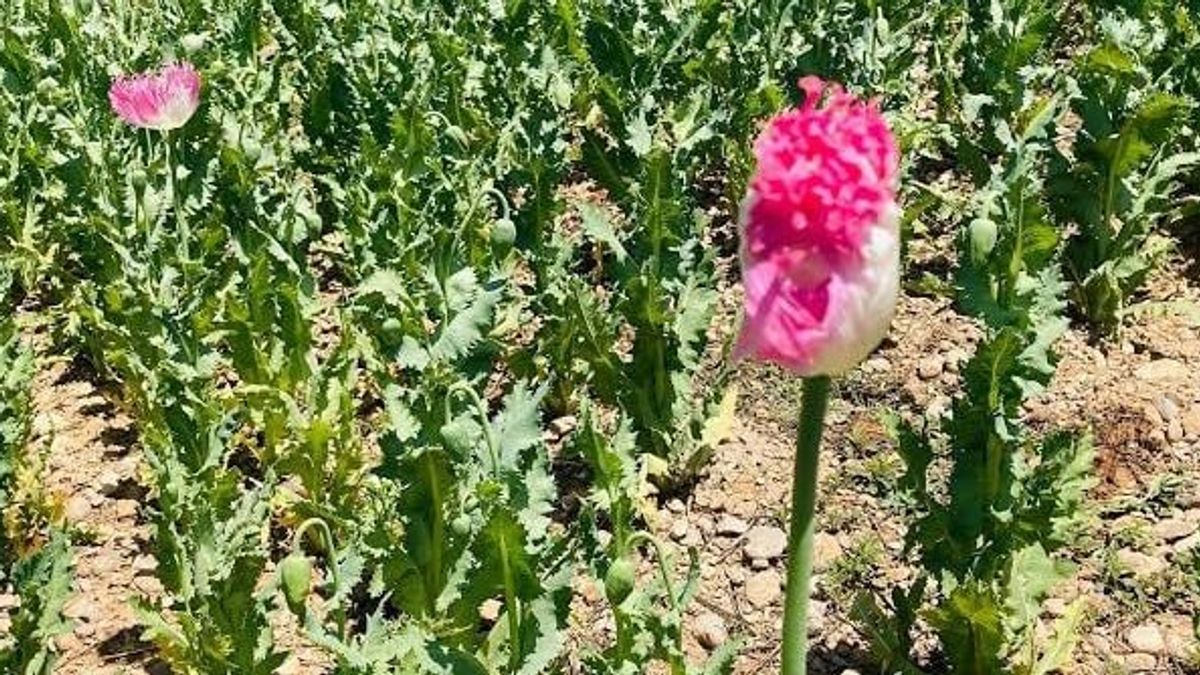 Taliban Destroys Approximately 800 Square Meters of Drug Crops in Ghazni