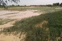 Rainfall Boosts Soil Moisture, Supports Afghan Rain-Fed Crops: FAO