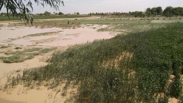 Rainfall Boosts Soil Moisture, Supports Afghan Rain-Fed Crops: FAO