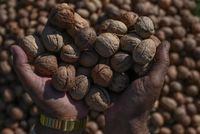 India Seizes 46 Containers of Chinese Almonds Imported as Afghan Products