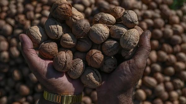 India Seizes 46 Containers of Chinese Almonds Imported as Afghan Products