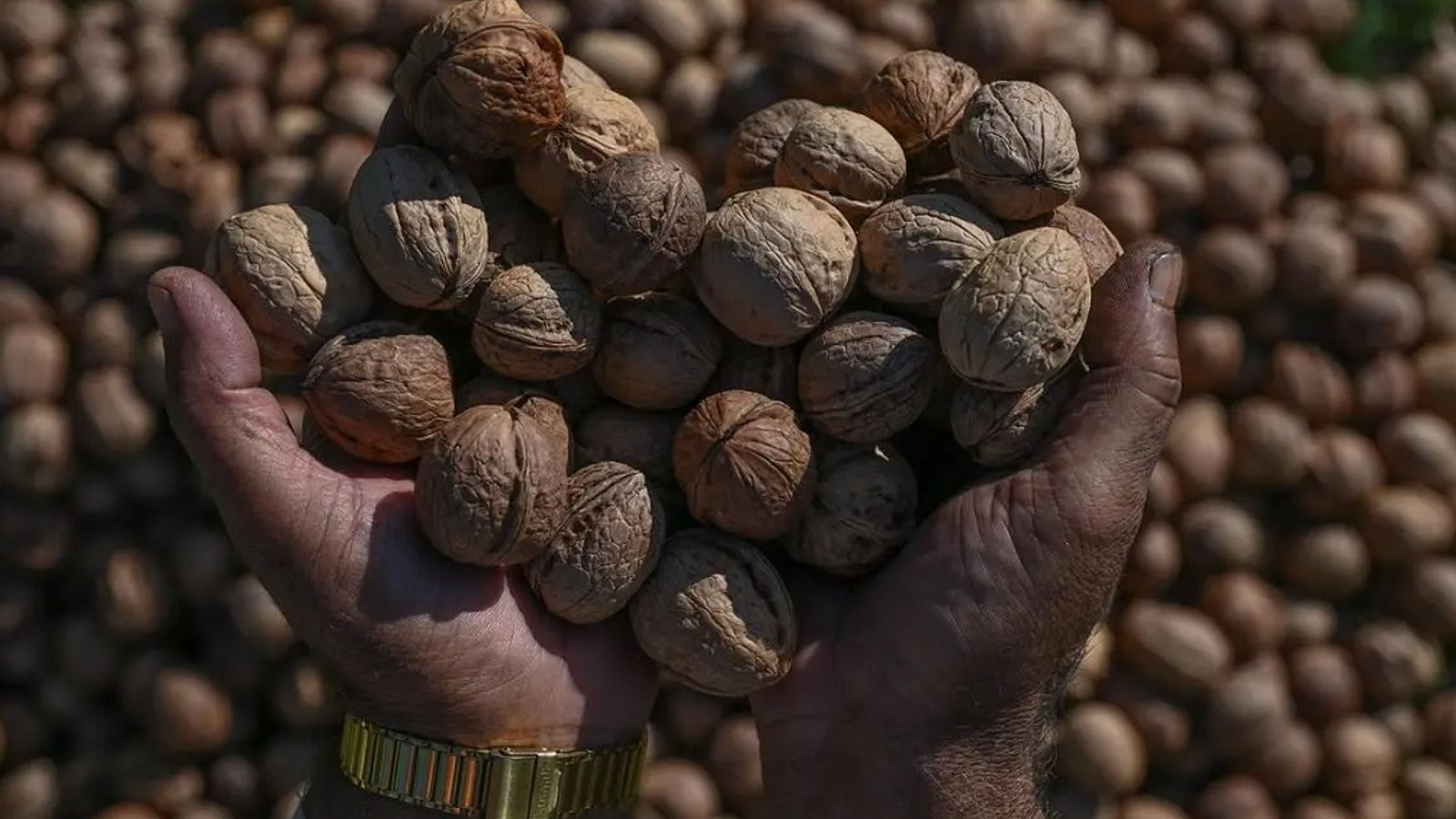Indian customs seize Chinese walnuts falsely declared as Afghan