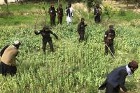 German Police Chief Links Heroin Price Surge in Germany to Afghanistan's Poppy Ban