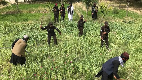 German Police Chief Links Heroin Price Surge in Germany to Afghanistan's Poppy Ban