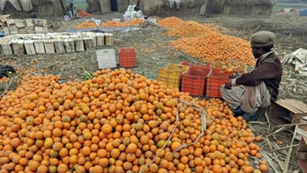 Pakistani Fruits Continue Spoiling After Six-Month Trade Halt with Islamic Emirate of Afghanistan