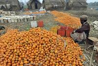 Pakistani Fruits Continue Spoiling After Six-Month Trade Halt with Islamic Emirate of Afghanistan