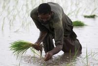 Pakistan's Onion Exports Fall 14 Percent Due to Trade Delays with Afghanistan