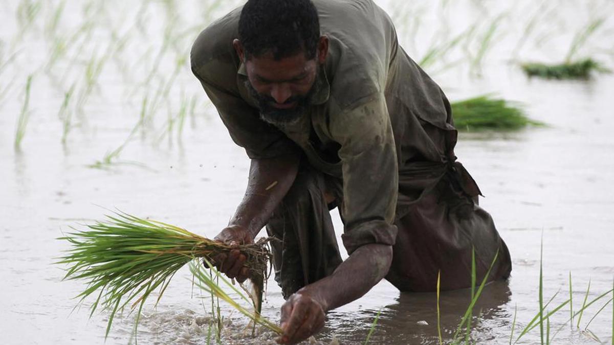 Pakistan's Onion Exports Fall 14 Percent Due to Trade Delays with Afghanistan