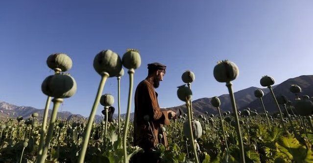 Taliban Reports 25,764 Operations to Eradicate Poppy Fields Since 2022 Ban