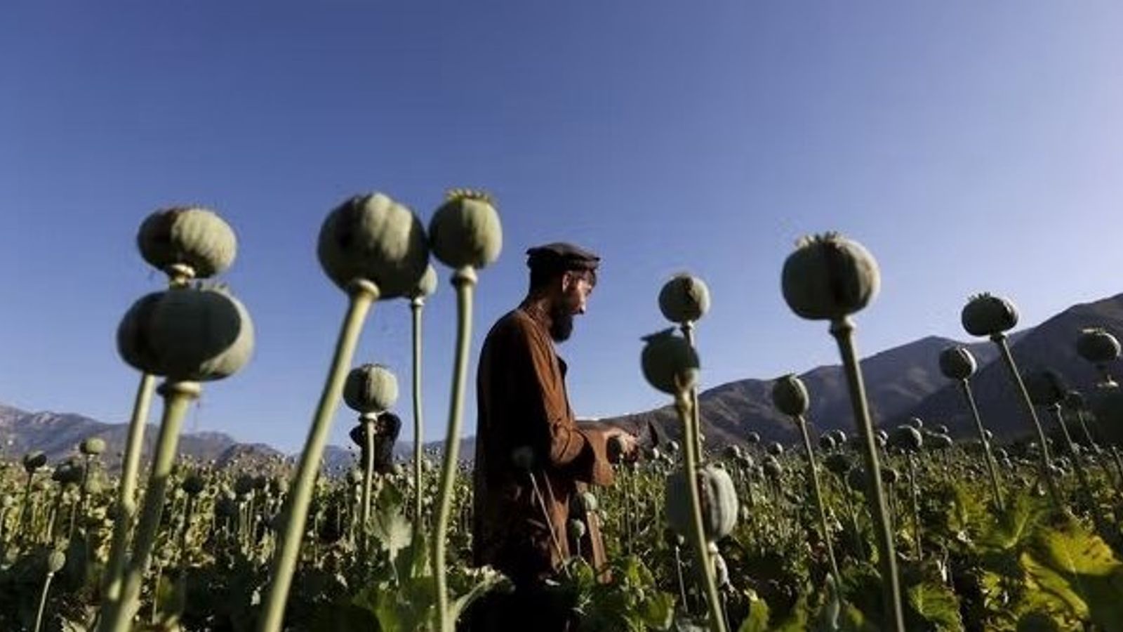 Taliban Reports 25,764 Operations to Eradicate Poppy Fields Since 2022 Ban