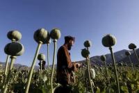 Taliban Reports 25,764 Operations to Eradicate Poppy Fields Since 2022 Ban