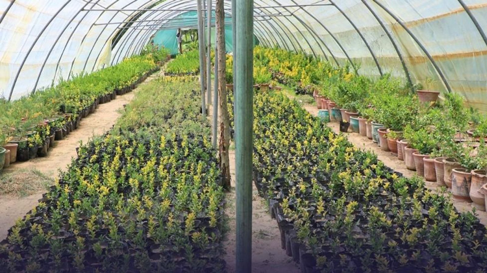 Kabul Municipality to Host Second Flower and Ornamental Plant Exhibition
