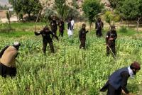Islamic Emirate of Afghanistan Reports Near-Zero Drug Cultivation Following Anti-Narcotics Decree