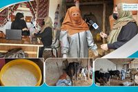 Woman-Led Dairy Farm in Jawzjan Creates Job Opportunities