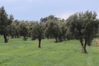 Olive Orchards Expand in Nangarhar Province Amid Accelerated Ministry Efforts